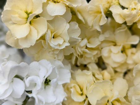 ストックの花 ストックの花の写真