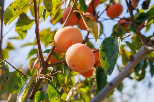 秋の日の柿の実 柿,果物,木の実の写真素材