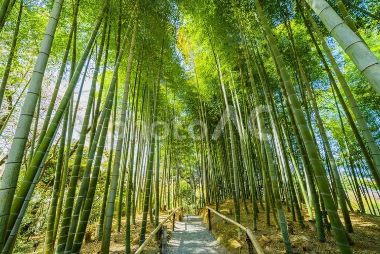 竹林の風景 京都,日本,アジアの写真素材