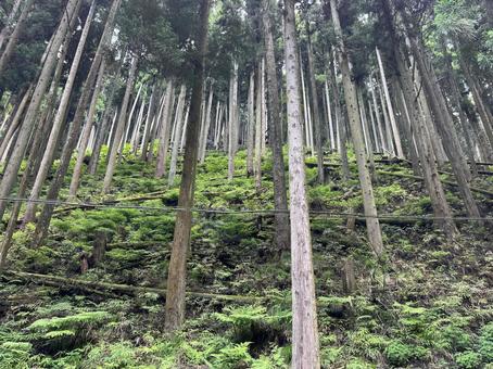 貴船 貴船,京都,木の写真素材