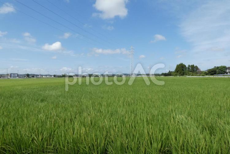 田園風景 田園,田んぼ,田舎の写真素材