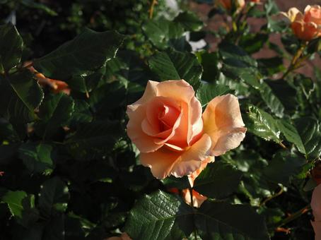バラ園に咲く綺麗な薔薇を撮りました バラ園に咲く綺麗な薔薇を撮りましたの写真
