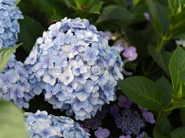 青紫色のアジサイの花 青紫色,青紫,青色の写真素材