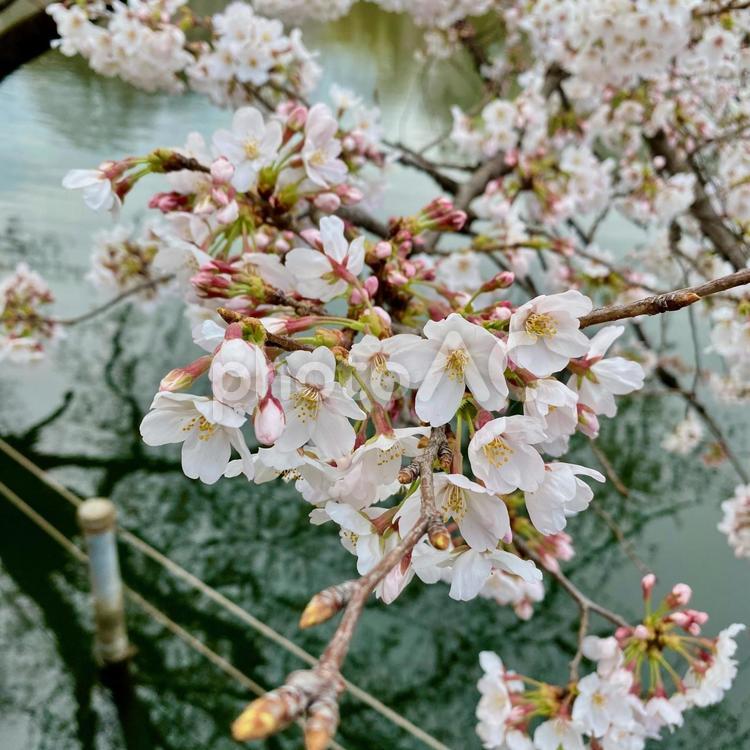 さくら 桜,ソメイヨシノ,３月の写真素材