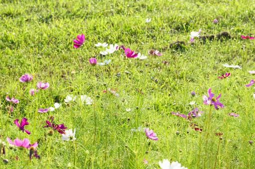 コスモスの花の写真