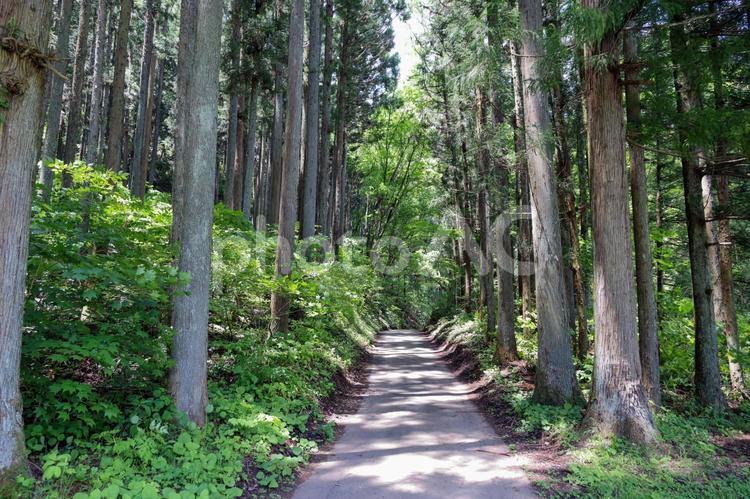 森の中の舗装された小道 小道,遊歩道,森の写真素材