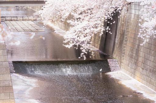 流れる河川と垂れ下がる桜 流れる河川と垂れ下がる桜 桜,春,サクラの写真素材