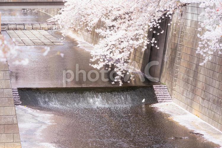 流れる河川と垂れ下がる桜 桜,春,サクラの写真素材
