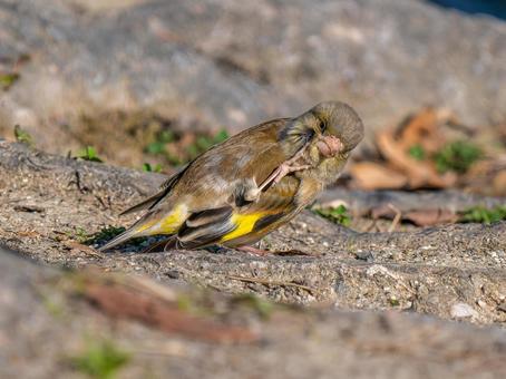 地面を歩くカワラヒワ 地面を歩くカワラヒワの写真