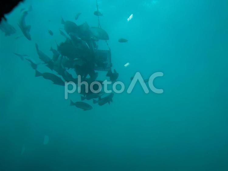 海中展望塔 魚群,海中,かつうら海中公園の写真素材
