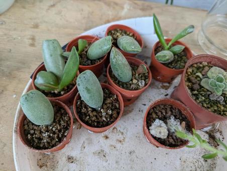 多肉植物の育成中 多肉植物の育成中の写真