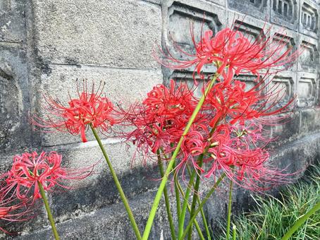 古いブロック塀と彼岸花 古いブロック塀と彼岸花 花,彼岸花,秋の写真素材