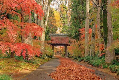 筑西市の秋の最勝寺山門 最勝寺,最勝寺山門,紅葉の写真素材