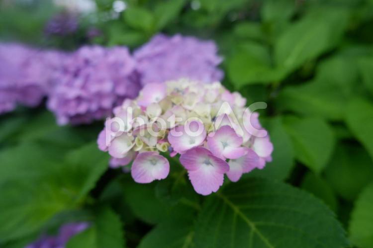 梅雨のあじさい あじさい,紫陽花,アジサイの写真素材