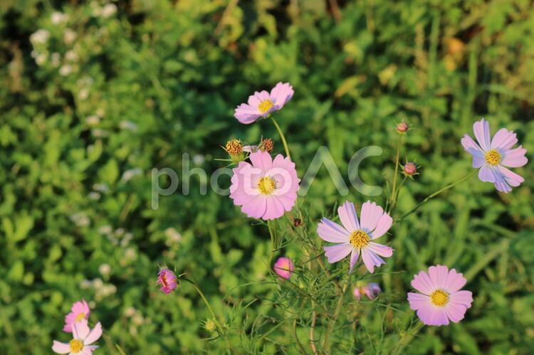 薄桃の秋桜 コスモス,ピンク,緑の写真素材