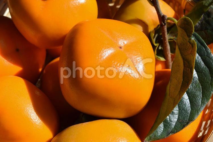 収穫した庄内柿 庄内柿,柿,収穫した柿の写真素材