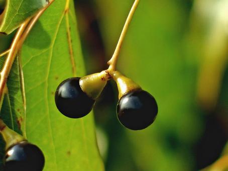 クスノキの果実 クスノキ,実,果実の写真素材