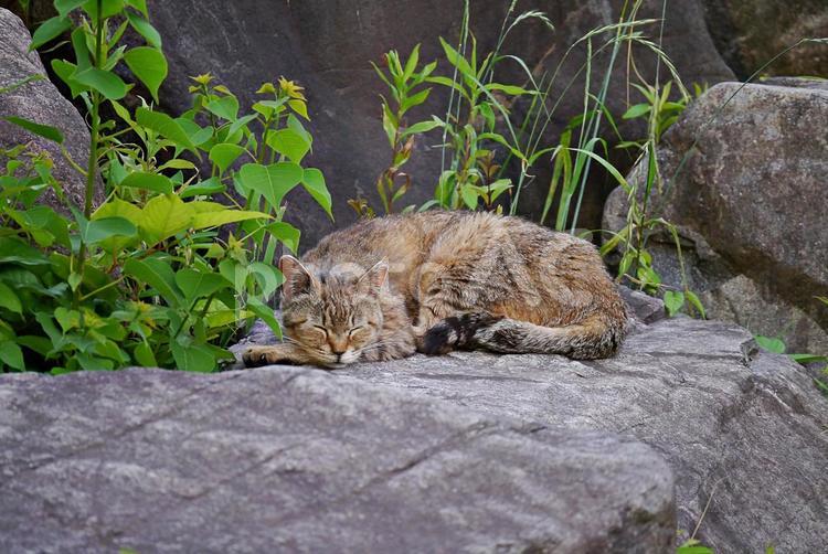 5月の公園猫 ネコ,猫,公園猫の写真素材