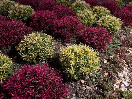 丸い色葉の植栽 丸い色葉の植栽 ジニア,百日草,花の写真素材