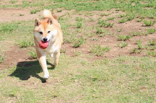 走る飼い犬 走る飼い犬 走る犬,豆柴,ドッグランの写真素材