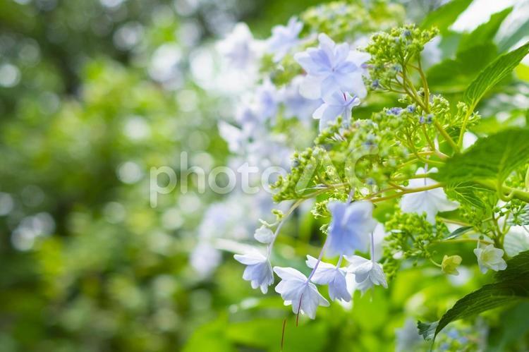 水色のガクアジサイ ガクアジサイ,花,あじさいの写真素材