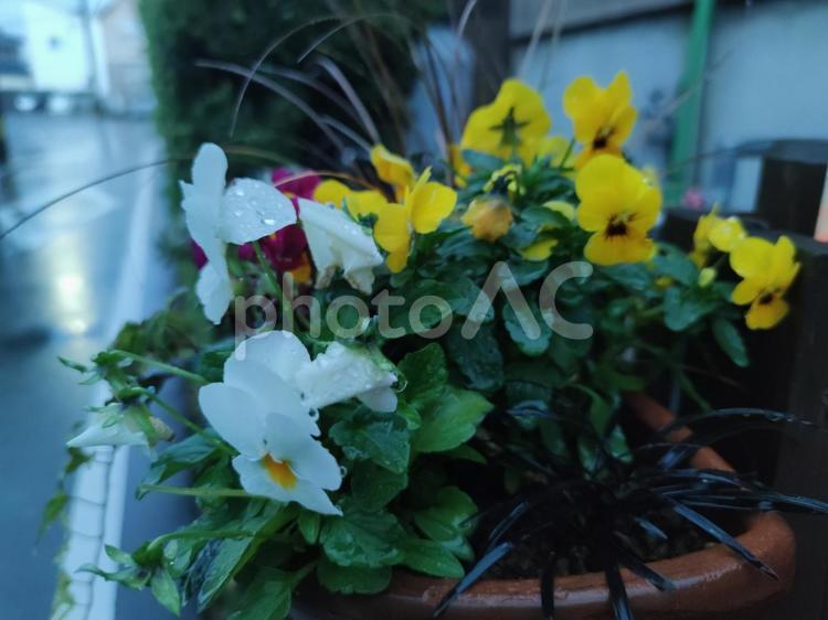 雨に濡れる寄せ植え ビオラ,ガーデニング,ピンクの写真素材