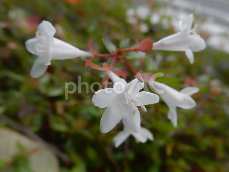 【花の写真】ハナゾノツクバネウツギ ハナゾノツクバネウツギ,アベリア,花園衝羽根空木の写真素材