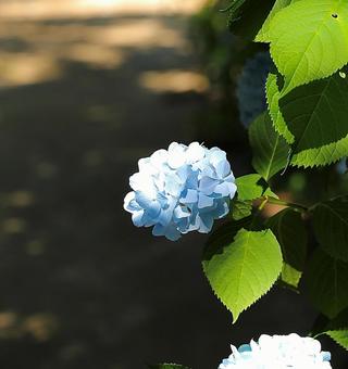 Photo, hiking, the scenery, hydrangea, 