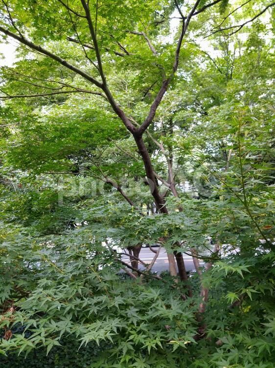 初夏の紅葉 葉,木,自然の写真素材
