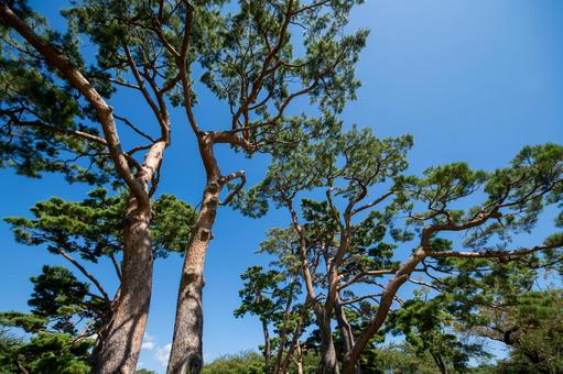 北の空に伸びる五稜郭公園の松 北の空に伸びる五稜郭公園の松 五稜郭公園,松,樹齢の写真素材