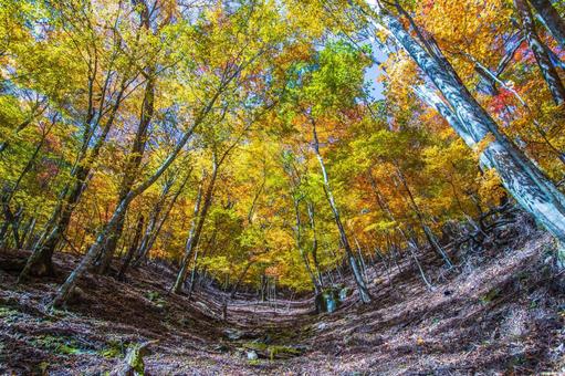 山梨県 西沢渓谷の紅葉 山梨県 西沢渓谷の紅葉 西沢渓谷,山梨県,紅葉の写真素材