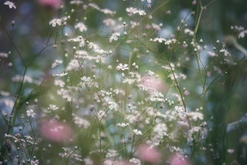 カラフルな季節3 花,植物,フラワーの写真素材