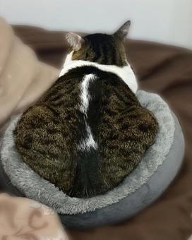 猫ベッドにすっぽり入るキジ白猫様の後ろ姿 猫,キジ白,微睡むの写真素材