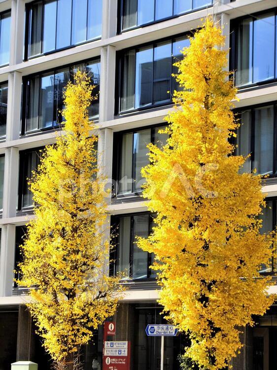 紅葉した街路樹の銀杏１ ビル,上野,日本の写真素材