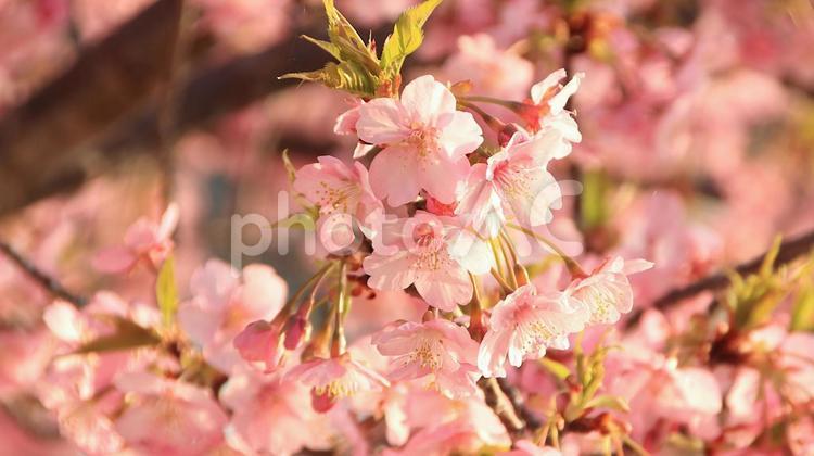 田ヶ池公園の河津桜 桜,花見,河津桜の写真素材