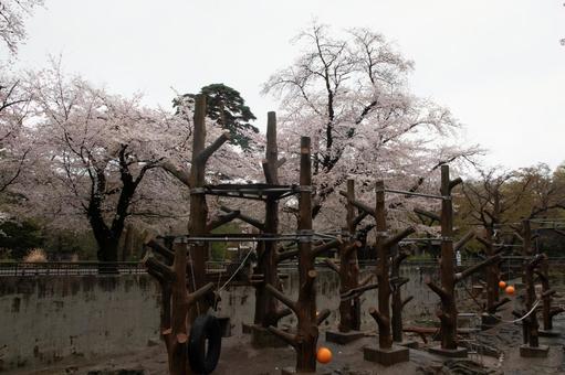 桜満開 桜満開 桜,ベンチ,春の写真素材