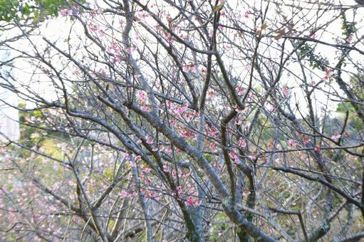 桜 桜の写真
