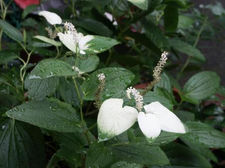 ハンゲショウ・半夏生のマクロ写真 水辺群生,涼しげ,葉の付け根の写真素材