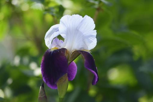 Iris blooming in Kamakura Park, JPG