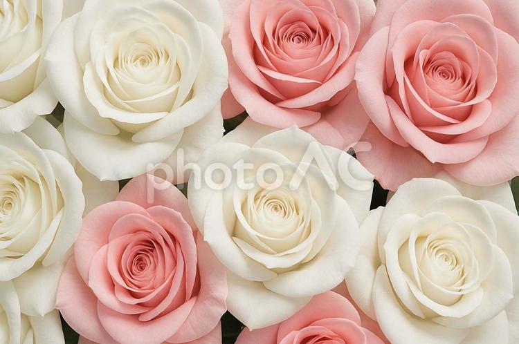 白とピンクのバラが並んだ美しい花・優しさ 白いバラ,ピンクのバラ,花の写真素材