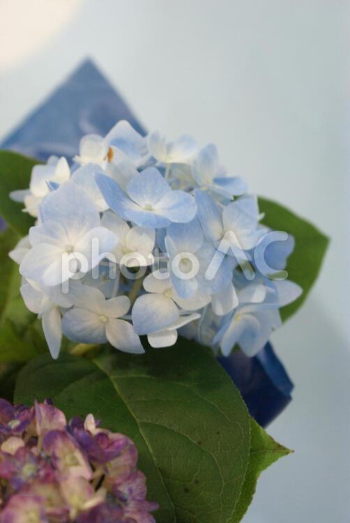 紫陽花 紫陽花,あじさい,梅雨の写真素材