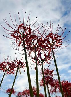 青空に伸びる彼岸花・曼殊沙華がきれいだ 青空に伸びる彼岸花・曼殊沙華がきれいだ 彼岸花,ヒガンバナ,曼殊沙華の写真素材