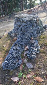 カワラタケ カワラタケ,自然,木の写真素材