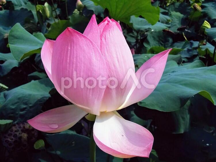 花　蓮　はす　ハス　Lotus　清らかな心　神聖　12 夏,花,ハスの写真素材