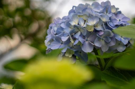 Hydrangea, JPG