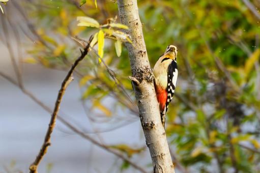アカゲラ⑾ 鳥,アカゲラ,キツツキの写真素材