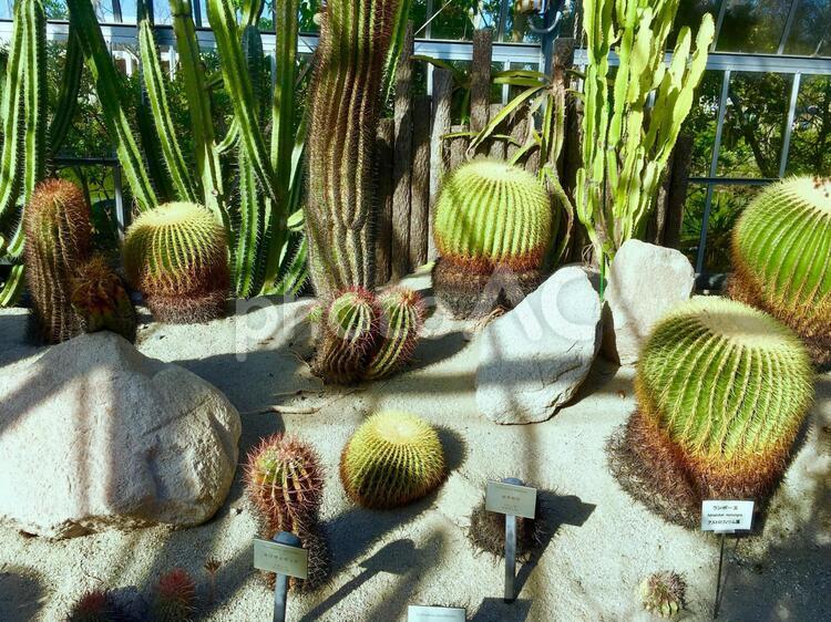 アロハガーデンたてやま　サボテン サボテン,温室,熱帯の写真素材
