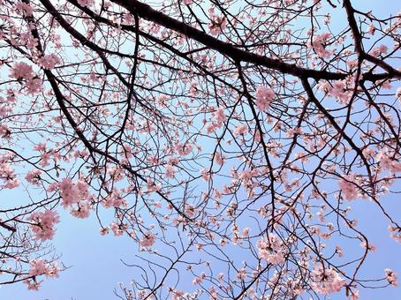 桜と空 桜と空の写真