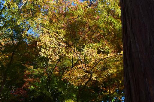 紅葉 紅葉の写真