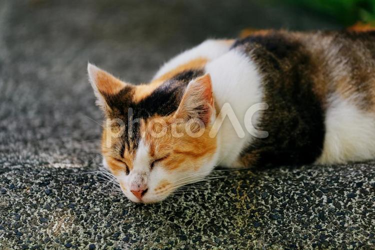 お昼寝中の野良猫 野良猫,猫,ネコの写真素材